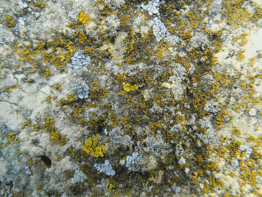 rock surface with all manner of lichens: leafy yellow, crusty, bulbous darker yellow, crusty, segmented white, what appear to be isolated fruiting bodies, black dusty, and more besides