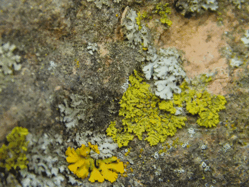 a depression in the rock filled with pale aqua (almos white), yellow, and chartreuse leafy lichens, with a few of the white fruiting bodies scattered around