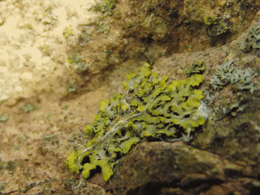 a greenish (greying centers, more vibrant extremities) leafy lichen with a line of filament running through it, some smaller aqua-grey leafy lichen to its right