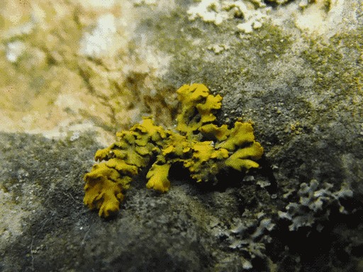 yellow leafy lichen in shadow emerging from shallow, broad crack in the rock
