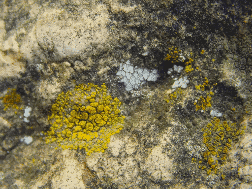 some patches of crusty yellow and white lichen, black dusty lichen on the rock