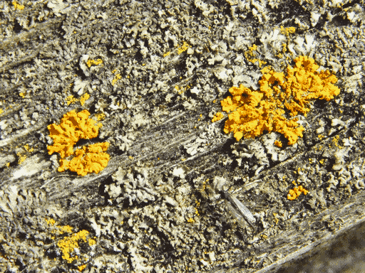 blazingly illuminated head-on picture of some yellow and grey leafy lichens on a wooden surface with a fly standing at bottom