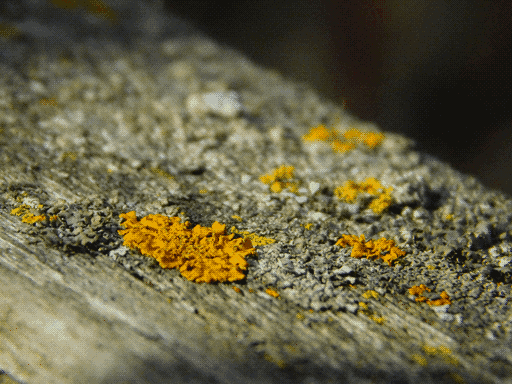 narrow depth-of-field picture of some amber and grey leafy lichens on a wood fance rail