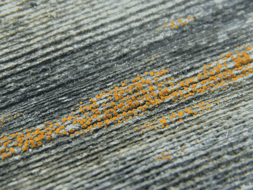some small spotty orange lichen in a few rows of woodgrain