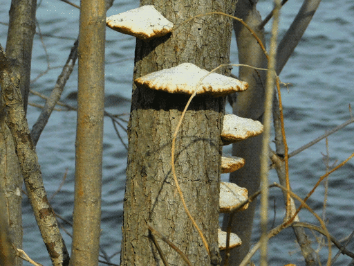 shelf fungi wrapping around a medium tree trunk in a spiral staircase formation, the lake behind