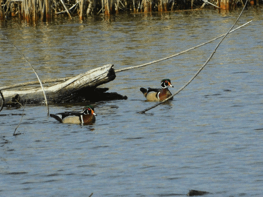 two wood ducks on the water by a log, bit of reeds at top of frame