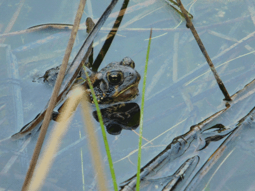 side view of a toad sitting with its head above the pond's surface, framed on either side by a blade of grass