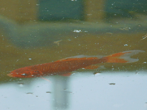 out-of-focus reflection of a building on glassy pond surface. at the building-sky border across the whole frame is an orange koi, flattened by refraction