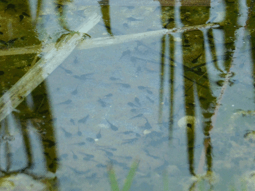 view of very shallow water's surface. many tadpoles are visible under the glare. at the top of the image are some darker regions in the reflection of the reeds