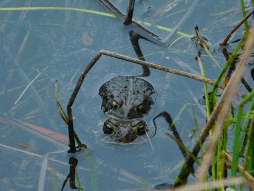 pair of toads in amplexus, framed by a snapped reed. camera is staring head-on at them it's kind of awkward