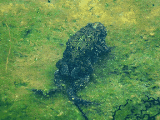 toad lying underwater atop green-chartreuse pond scum
