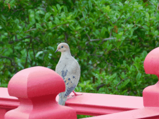 mourning dove perched on red-painted wood railing looking back at camera, backed by shrub greenery
