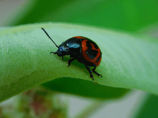 milkweed leaf beetle on milkweed leaf