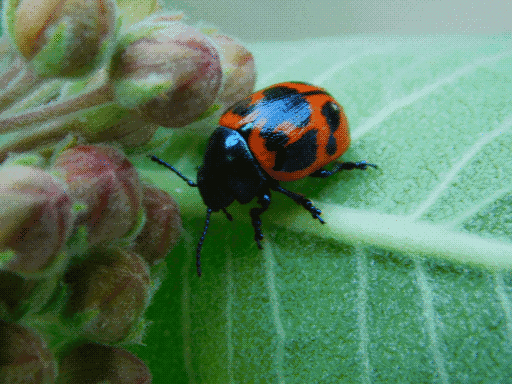milkweed leaf beetle on milkweed lead with unopened flower cluster to left, sun accenting pitting on top abdomen