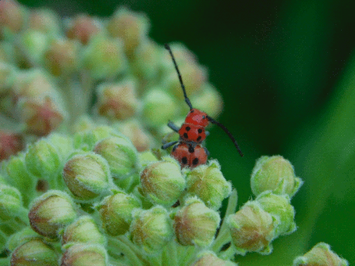 back of front half of red milkweed beetle wiggling in cluster of unopened milkweed flowers