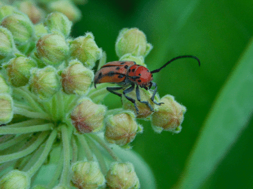 another red milkweed beetle perching on front of flower cluster, head a bit askance from camera and antenna in front of focal plane