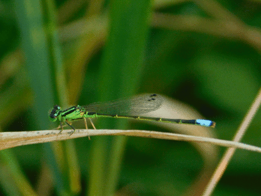 green and black damselfly with blue spot at the end of its talk on top of curled dead leaf