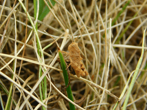 tan grasshopper with tiny dark spots on one of few live blades of grass in dead patch
