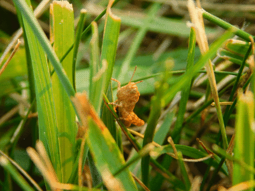 same tan grasshopper among thicker live blades of grass, in orange sunglow