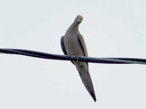 mourning dove on twisted power line, cocked head pointing towards camera