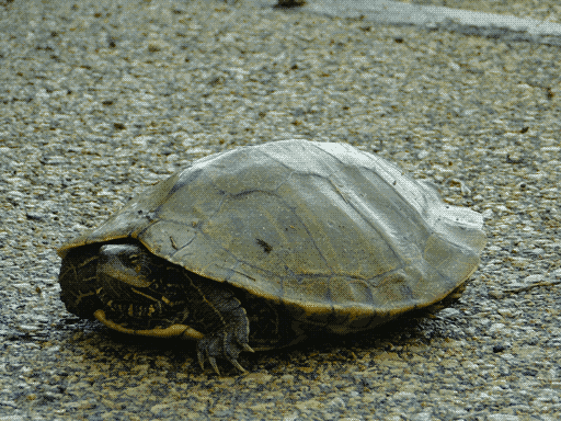 a rather sizable map turtle standing on the pavement, with its head curled partway into its shell