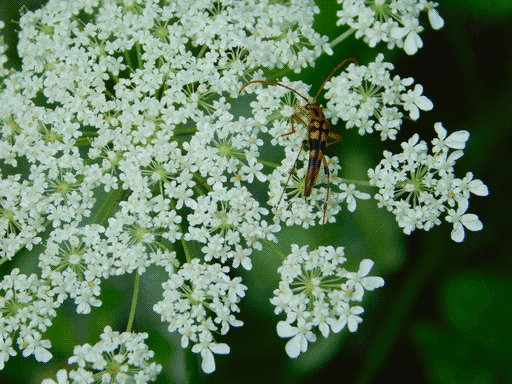 some kinda long-bodied, long-antenna'd black with orange-spotted beetle, on small white cluster flowers (unidentified longhorn beetle)