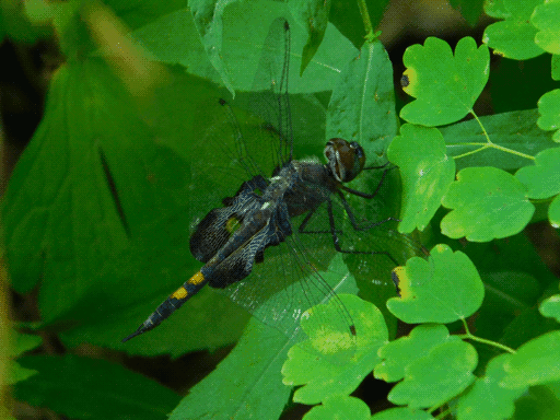 a dragonfly on greenery with a black body, two amber spots on the tail end, and black splotches at the base of its back wings (black saddlebags skimmer). black coloration has bluish highlights