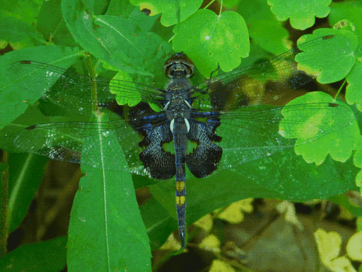 view from top of dragonfly (black saddlebags skimmer) on greenery