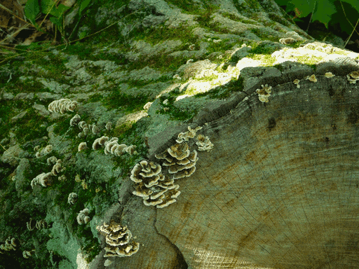shelf fungi growing on mossy cut log, sun over-illuminating a strip of the bark atop