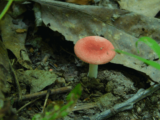 elegant pale-red disk-capped mushroom among leaf litter and a few blades of grass