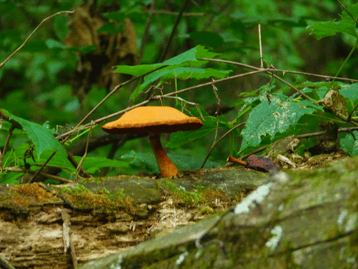 elegant orange mushroom with a upturned saucer-shaped cap, leaning to the left, on a fallen log.