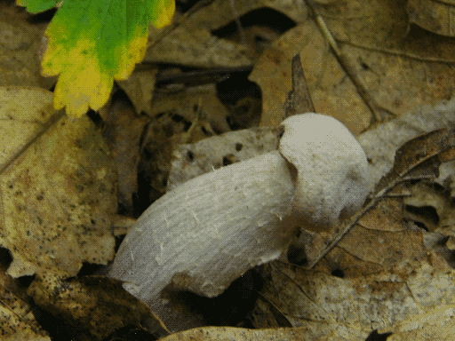 the single most phallic-looking mushroom of all time, droopily emerging from leaf litter