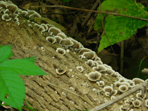 shelf fungi on part of fallen log viewed from above, the edge of which extends diagonally across the image