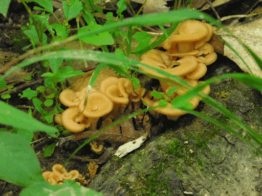 chaotic cluster of pale orange, floppy disc-capped mushrooms among young plants