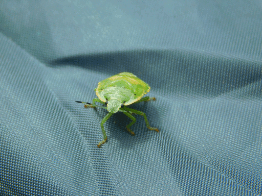 some sort of cute green shield bug standing on tent fabric, facing towards camera