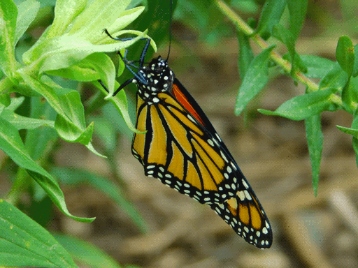 monarch butterfly with closed wings perching