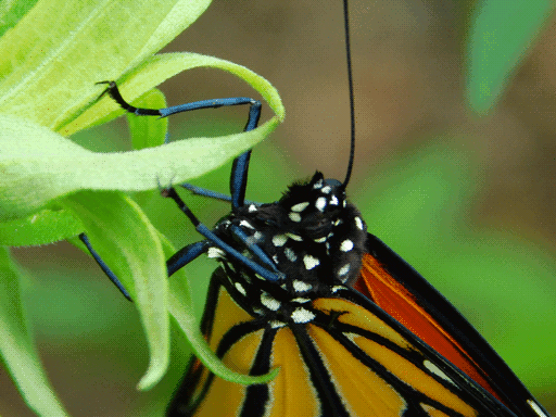 closeup of monarch butterfly perching, centered on its head, thorax, legs. its body is fuzzy, black, and covered in large white spots. spongebob was silly, they're cute up close