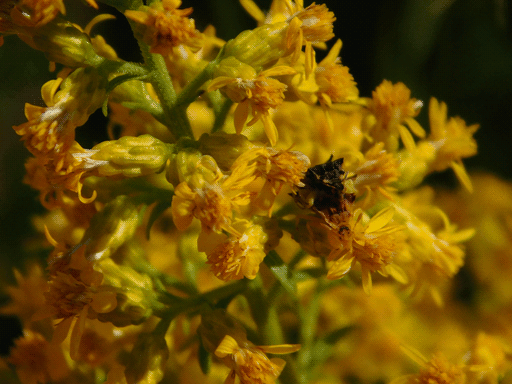 soft closeup image of goldenrod. there's a mating pair of triangular bugs (ambush bugs), the one on top mostly black in color and the bottom one mostly amber like the goldenrod