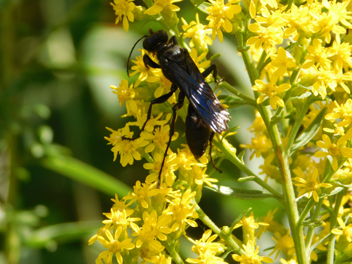 return of the great black digger wasp, now clambering around goldenrod