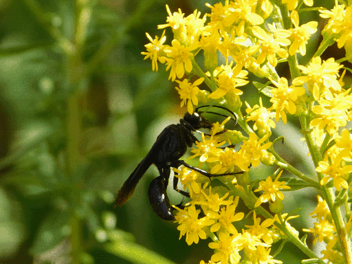 great black digger wasp now in side profile on the goldenrod, image in soft focus with greenery backdrop