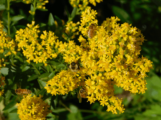 messy picture of a busy goldenrod cluster. there are 3 honeybees in the image and a bumblebee in the center