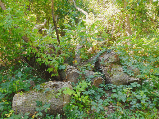 pile of several thick, short logs presumably cut from one tree, among much greenery with a sunlit area on top right
