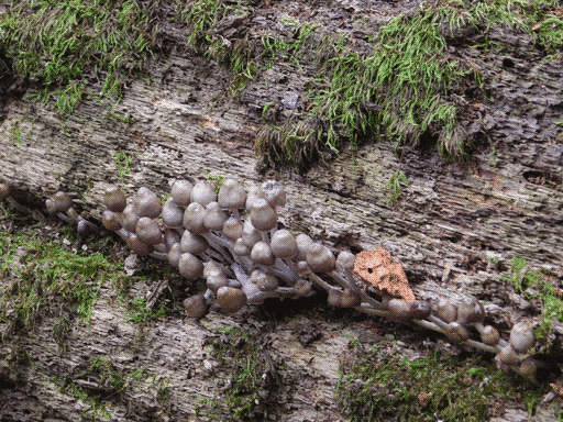 long, dense cluster of little pale brown-capped mushrooms growing from a crack in mossy wood