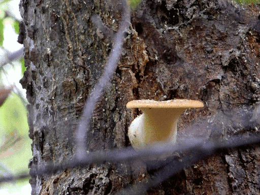 pale orange mushroom with raised white spots just visible atop, extending by a thick white stem out from a tree. it is framed messily by some branches out of focus in from of it. a thin strip of sky light and greenery is visible at left
