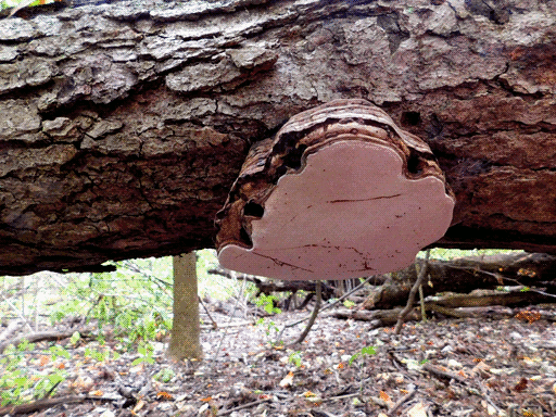 looks like a really weird artists' conk, shaped almost like an iron, with a brown banded side and smooth white bottom (with a few dark scratches). it is growing on the bottom of a log suspended horizontal above the ground
