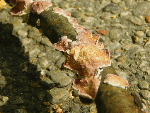 delicate patches of fungus on a thick stick held above a road. the fungus has light edges, a visual texture like a blanket, and mixed golden-pink coloration