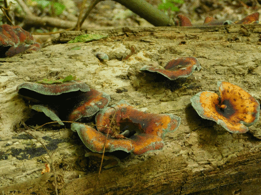 five thin, roughly disc-shaped floppy fungi on the side of a log, with black centers, dusty black edges, and spotted vibrant orage coloration elsewhere. there seem to be some more protuberance-ish mushrooms of similar coloration on the back of the log