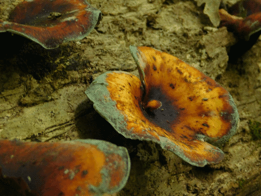 close up of the orange-and-black fungi, one in center right of frame, one in each left corner (the bottom one partial), a bit of one in the top right corner