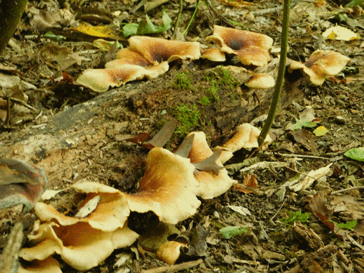 similar floppy disk mushrooms on a smaller log, these with a smoother color gradient: dark in center to a pale orangey-brown to pale beige at the edges