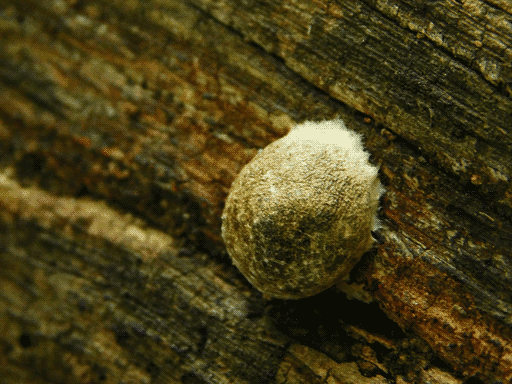 close up of some kind of rough-surfaced dome on wood, with fuzzy attachment edge. not sure if fungus or egg sac
